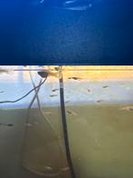 Jonge guppen, Dieren en Toebehoren, Vissen | Aquariumvissen, Vis