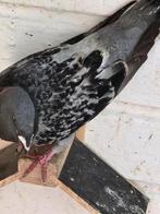Exenbition homers, Dieren en Toebehoren, Vogels | Duiven, Meerdere dieren, Overige soorten