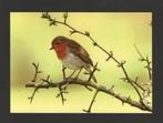 Roodborstje Erithacus Rebecula Spring Bird Vogel Sleedoorn., Ophalen of Verzenden, 1980 tot heden, Ongelopen, Vogel