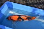 koi / Showa, Dieren en Toebehoren, Vissen | Vijvervissen, Karper of Koi