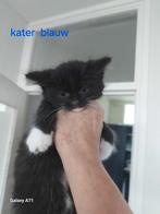 Maincoon kittens  mogen verhuizen, Dieren en Toebehoren, Katten en Kittens | Raskatten | Langhaar, Meerdere dieren, Ontwormd