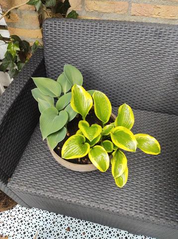 Big Ceramic Garden Pot with 2 types of Hosta beschikbaar voor biedingen