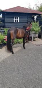 B pony sportpony, Dieren en Toebehoren, Hengst
