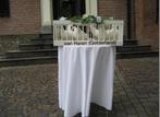 Bruidsduiven manden te koop
