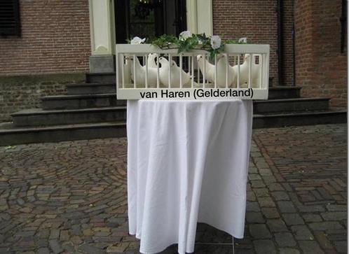 Bruidsduiven manden te koop, Dieren en Toebehoren, Vogels | Duiven