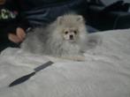 Pomeriaan pups/ pomeriaan puppy 100% bearface, Dieren en Toebehoren, Particulier, 8 tot 15 weken, Buitenland, Meerdere