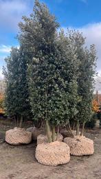 Prachtige Steeneik (Quercus ilex) 3-4 m, Ophalen of Verzenden, Bloeit niet, Overige soorten