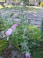 Planten 5 vlinderstruiken, Tuin en Terras, Planten | Tuinplanten, Volle zon, Vaste plant, Zomer, Ophalen