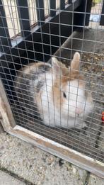 Konijn, Dieren en Toebehoren, Konijnen, Vrouwelijk, Dwerg, 6 tot 8 jaar