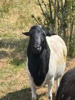 Haarschaap rammen te koop, Dieren en Toebehoren, Schapen, Geiten en Varkens, Mannelijk, Schaap