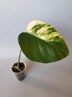 ( 1 ) Monstera aurea lime borsigiana variegata mint, Huis en Inrichting, Ophalen of Verzenden