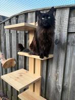 3 jarige Maine coon poes met stamboom, Dieren en Toebehoren, Katten en Kittens | Raskatten | Langhaar, Poes, Gechipt, 3 tot 5 jaar