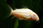 Dwergmeerval Corydoras Paleatus Albino, Dieren en Toebehoren, Zoetwatervis, Schoolvis, Vis