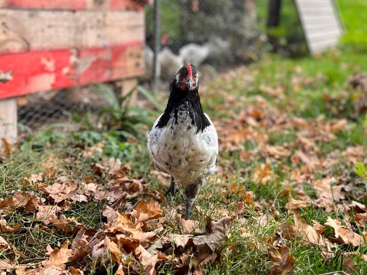 Lakenvelder haan, Dieren en Toebehoren, Pluimvee, Kip, Mannelijk