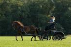 Twee lieve Welsh-pony zusjes te koop, Merrie, Minder dan 160 cm, B, Tuigpaard