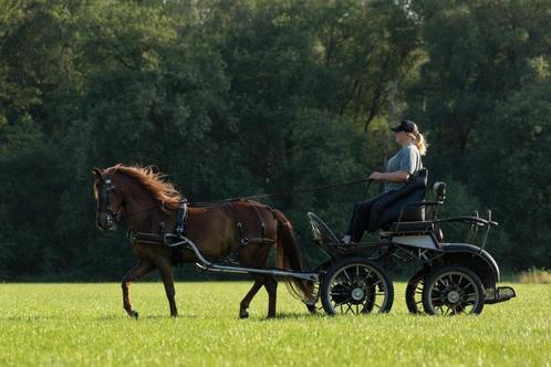 Twee lieve Welsh-pony zusjes te koop, Dieren en Toebehoren, Paarden, Merrie, B, Minder dan 160 cm, 11 jaar of ouder, Tuigpaard