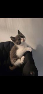 2 hele lieve grijs met witte kittens, Dieren en Toebehoren, Poes