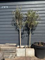Twee olijfbomen met potten voor 25€  +/- 200cm hoog, Tuin en Terras, Planten | Bomen, Ophalen, Volle zon, Olijfboom, 100 tot 250 cm