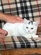 Britse Korthaar poesjes  (gechipt en gevaccineerd), Dieren en Toebehoren, Katten en Kittens | Raskatten | Korthaar, Kater, Gechipt