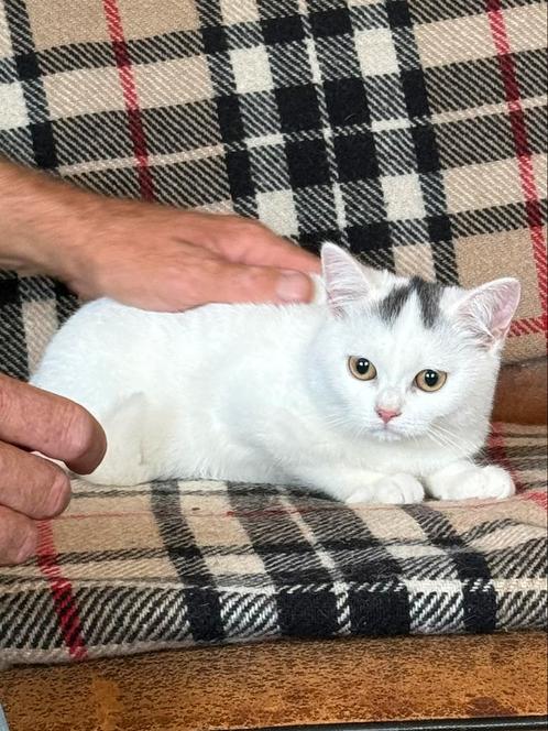 Britse Korthaar poesjes  (gechipt en gevaccineerd), Dieren en Toebehoren, Katten en Kittens | Raskatten | Korthaar, Kater, Gechipt