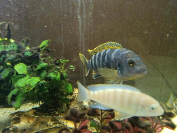 25 vissen, Dieren en Toebehoren, Vissen | Aquariumvissen