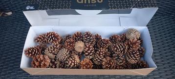 Mooie Kleine dennenappels 6 7 8 9cm beschikbaar voor biedingen