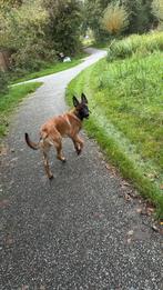 Jonge Mechelse x Hollandse Herder reu, 15 weken tot 1 jaar, Reu, Eén hond, Nederland