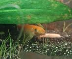 3 Siamese algeneters goud, Dieren en Toebehoren, Vissen | Aquariumvissen, Vis, Zoetwatervis, Schoolvis