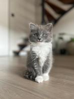 Prachtig 100% raszuivere ragdoll poezen kitten van 9 weken, Dieren en Toebehoren, Poes, Gechipt, 0 tot 2 jaar