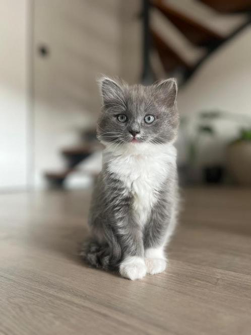 Prachtig 100% raszuivere ragdoll poezen kitten van 9 weken, Dieren en Toebehoren, Katten en Kittens | Raskatten | Langhaar, Poes