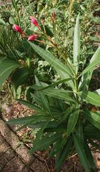 Roze Oleander - Eigen Kweek, Tuin en Terras, Planten | Tuinplanten, Volle zon, Vaste plant, Zomer, Ophalen