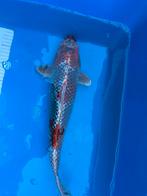 Kujaku Omosako, Karper of Koi