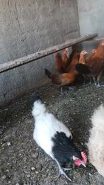 Lakenvelders haan, Dieren en Toebehoren, Pluimvee, Mannelijk, Kip