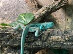 Iguana Iguana Blauwe Leguaan, Hagedis, 0 tot 2 jaar