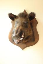 Taxidermie opgezette everzwijn kop, Verzamelen, Dierenverzamelingen, Ophalen, Gebruikt, Wild dier, Opgezet dier