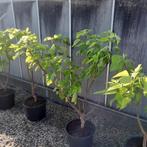 Gele Catalpa 'Aurea' - ca. 125 cm hoog, 100 tot 250 cm, Zomer, Volle zon, In pot