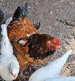 Brahma haan, Dieren en Toebehoren, Pluimvee, Mannelijk, Kip