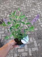 Buddleja free petitie blue heaven, dwergvlinderstruik, Ophalen, Zomer, Siergrassen, Volle zon