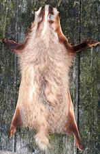 Vintage dassenhuid. (taxidermy/taxidermie/geprepareerd, das), Ophalen of Verzenden, Gebruikt, Opgezet dier