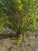 Forsythia intermedia lynwood - chinees klokje - groot, Ophalen, Halfschaduw, Overige soorten, Lente