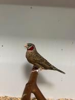 3-3 bandvink, Dieren en Toebehoren, Meerdere dieren, Tropenvogel, Geringd