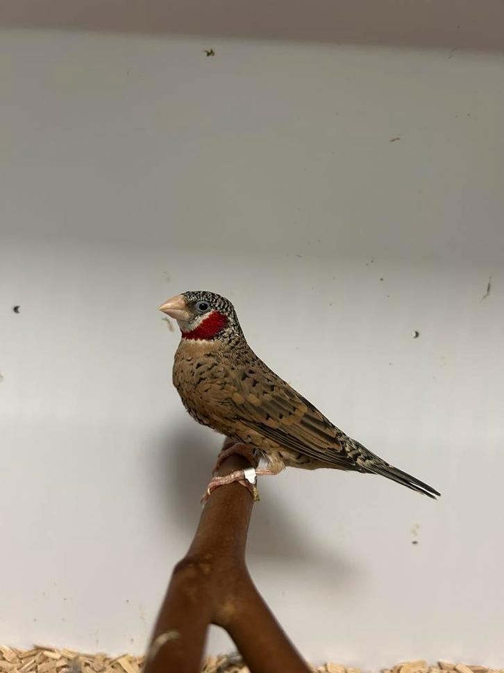 3-3 bandvink, Dieren en Toebehoren, Vogels | Overige Vogels, Tropenvogel, Meerdere dieren, Geringd