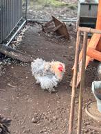 Cochin kriel haantje, Dieren en Toebehoren, Pluimvee, Mannelijk, Kip