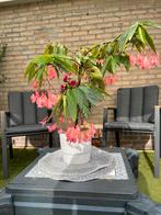Begonia Spec. € 49, Ophalen, Overige soorten, Halfschaduw, In pot