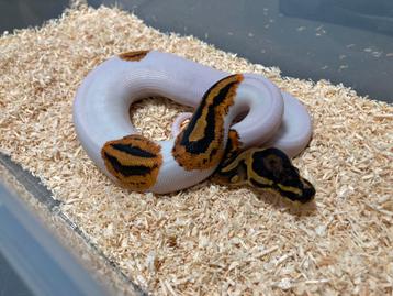 0.1 Yellowbelly Pied ball python regius te koop beschikbaar voor biedingen