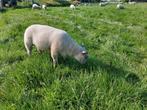 Charollais ram lammeren, Dieren en Toebehoren, Schapen, Geiten en Varkens, Mannelijk, Schaap, 0 tot 2 jaar