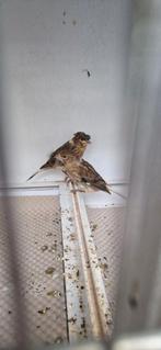 Kanaries, zwartkopsijzen, bastaard putter, Dieren en Toebehoren, Mannelijk, Bastaard