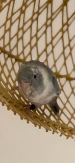 2 Forpussen te koop – blauw (pop) en grijs (mannetje), Meerdere dieren, Parkiet, Tam