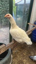 2 hennen shamo, Vrouwelijk, Kip