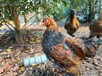 Brahma kriel haan - 13 weken oud GRATIS, Dieren en Toebehoren, Pluimvee, Mannelijk, Kip